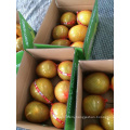 Wholesale Chinese Fresh Fruit White Meat Pomelo White Pomelo/Red Pomelo